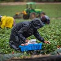 FarmWorkers